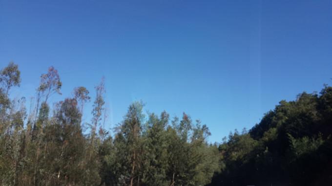 哀牢山發(fā)現(xiàn)全球僅千只珍稀鳥類，探尋自然奧秘的新篇章