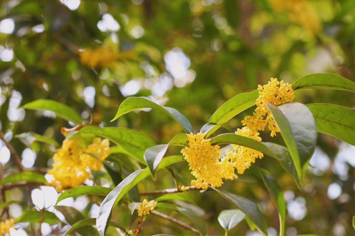 桂花樹最新價(jià)格及市場(chǎng)趨勢(shì)分析