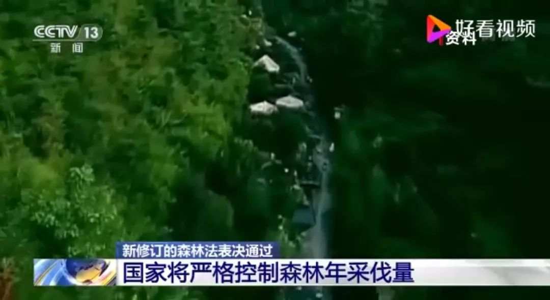 最新森林法實施及其影響分析