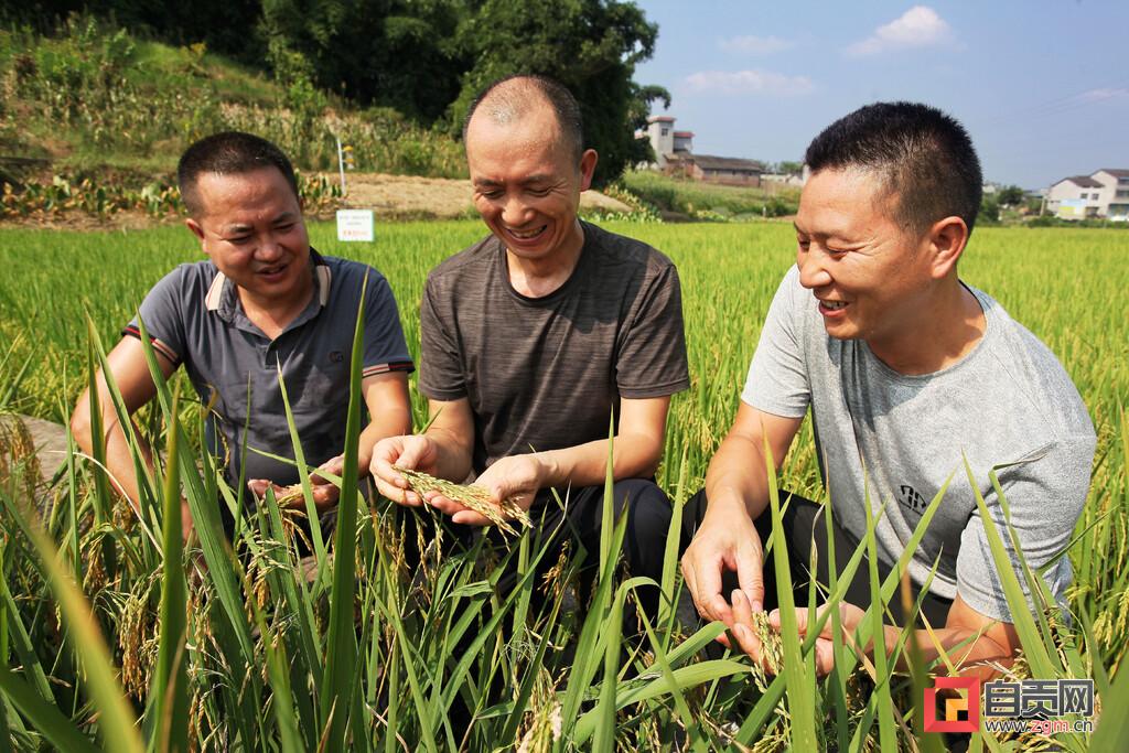 隆平高科最新動態(tài)全面解析