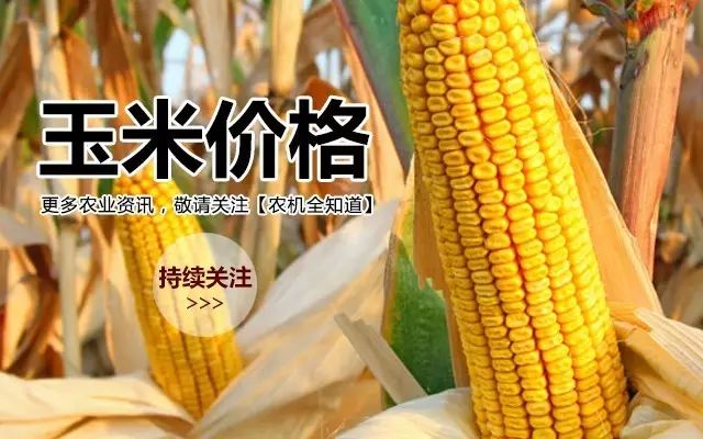 今日全國(guó)玉米最新價(jià)格分析與展望，市場(chǎng)動(dòng)態(tài)及未來(lái)趨勢(shì)解析