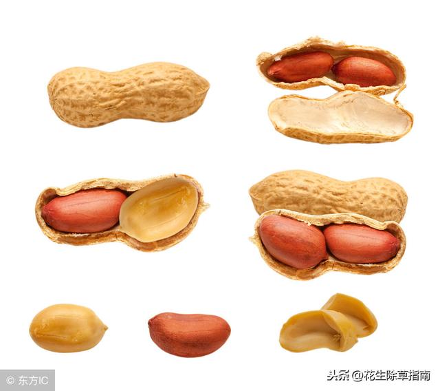 駐馬店花生最新價格及動態(tài)分析概覽