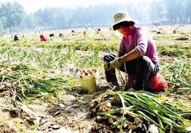 蒜苔價格最新行情及分析報告