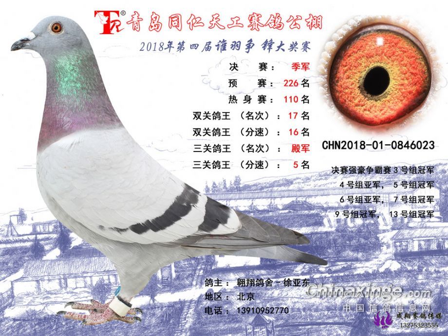 山東賽鴿公棚最新公告通知