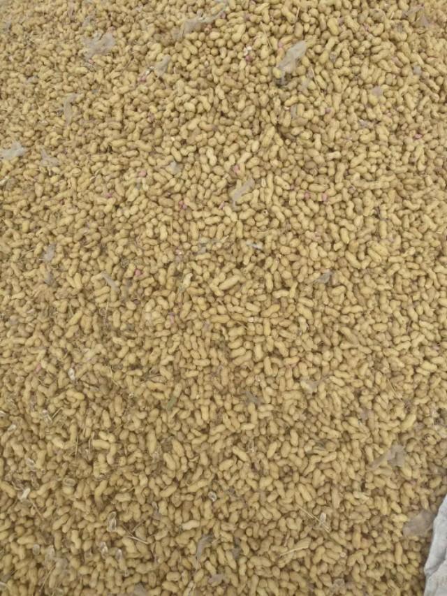 帶殼花生最新價(jià)格行情及分析