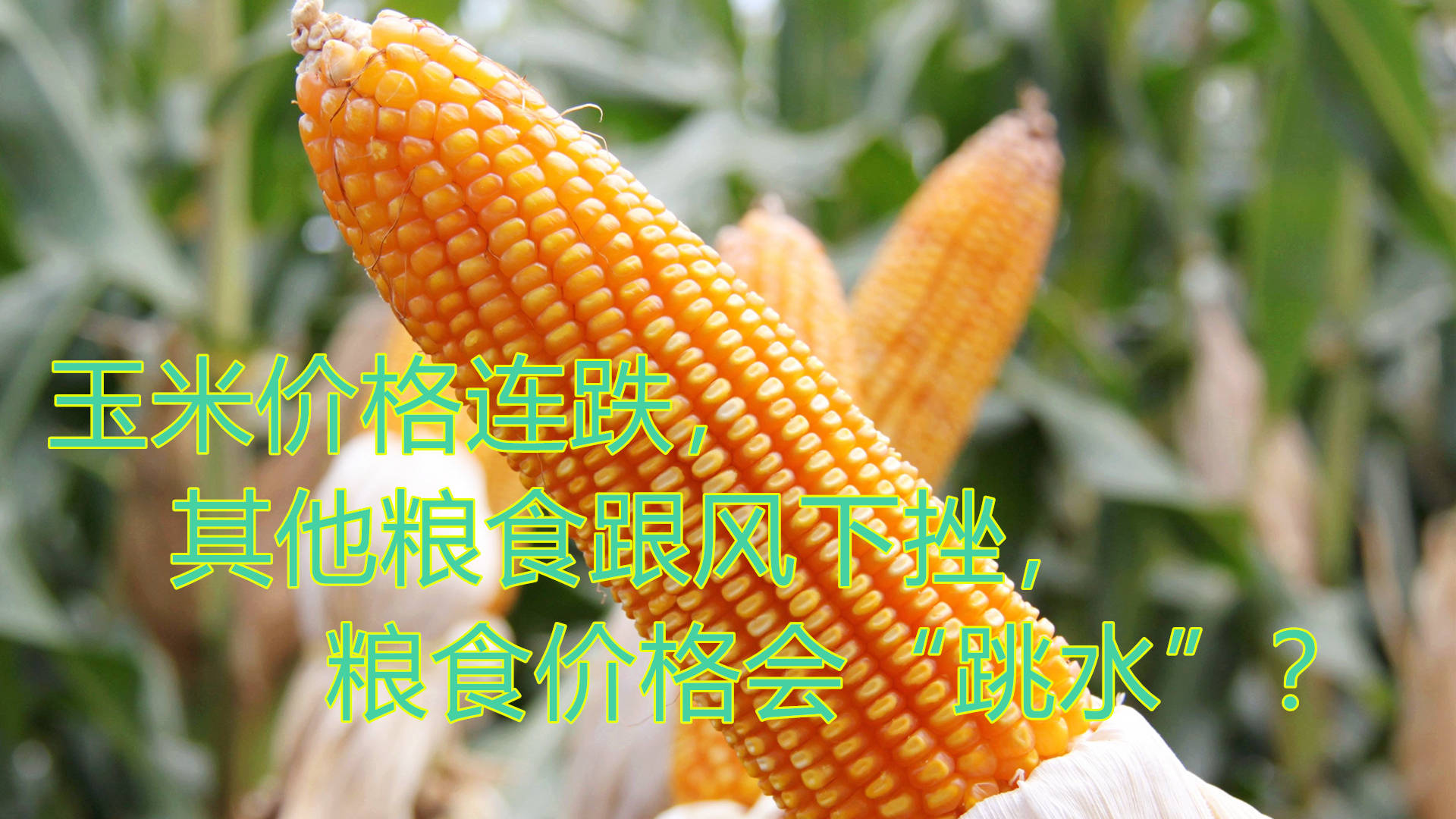 蚌埠玉米價格最新行情及分析概述