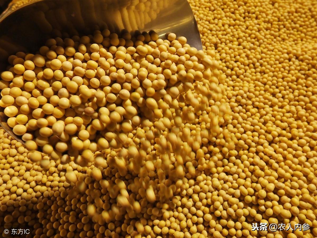 最新大豆種植技術(shù)，品種優(yōu)勢與技術(shù)解析